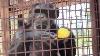 Rescued Chimpanzee Plays With Caregiver And Troll Doll