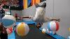 San Diego Trampoline Park Full Of Beach Balls Ujfp