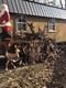VTG. WoodenXMAS Display YARD/9 REINDEER/Sleigh 80's FREE Delivery? 100 Miles